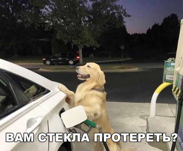 Подборка забавных животных