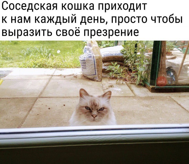 Коты и Кошки