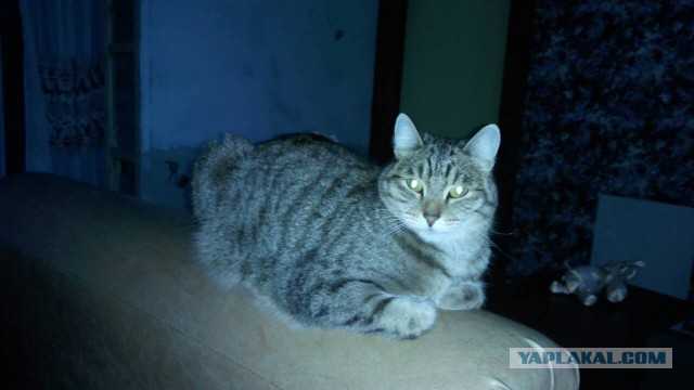 Котовторник 02.01.2018