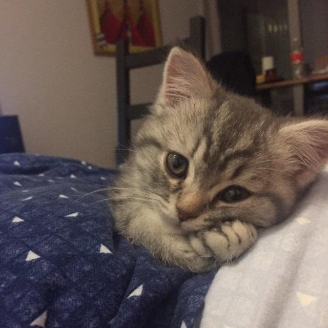 Фотобомбы котов