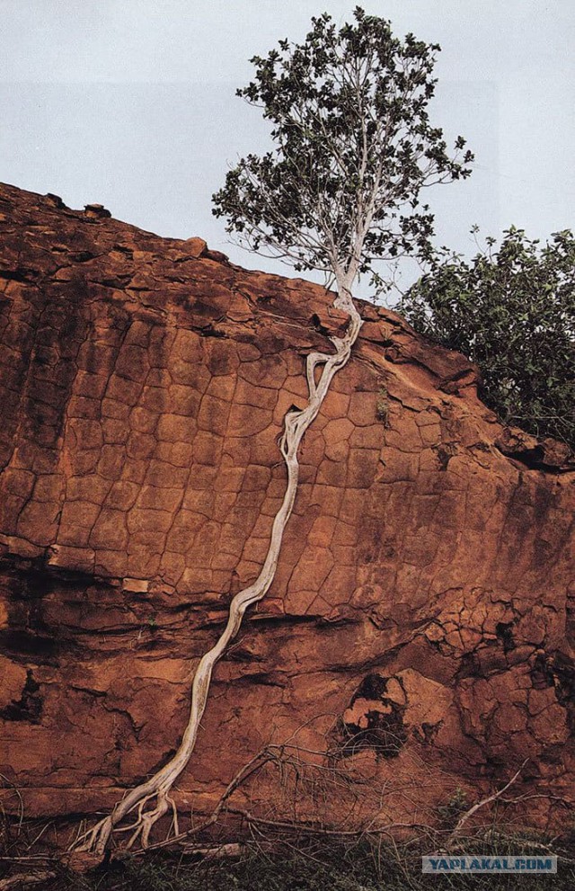 Природные живчики. 20 самых необыкновенных деревьев, растущих удивительным образом