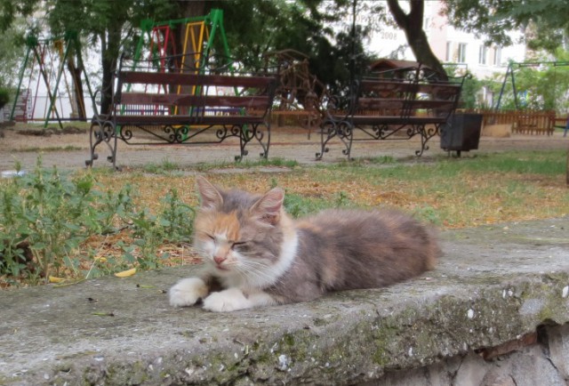 Крымские каникулы. Котовторник