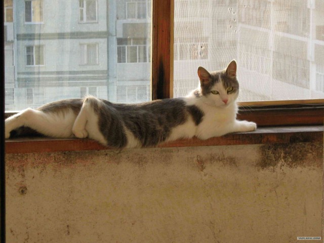 Котовторник на 03.02.2009