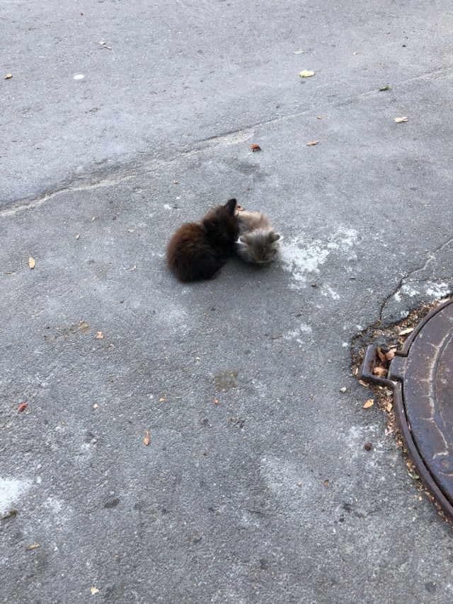 Прикольных котов пост