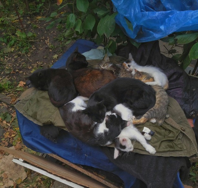 Прикольных котов пост