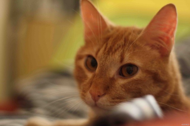 Начинаем котовторник!