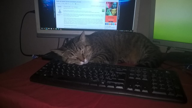 Котовторник 27.11.2018