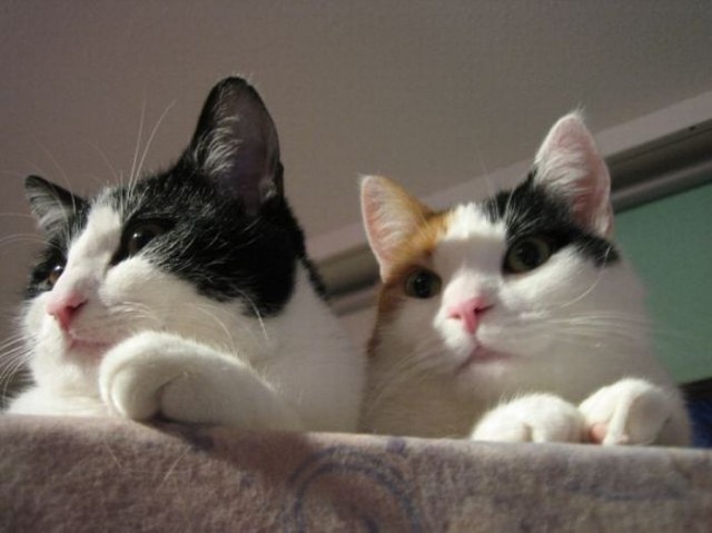 Котовторник!
