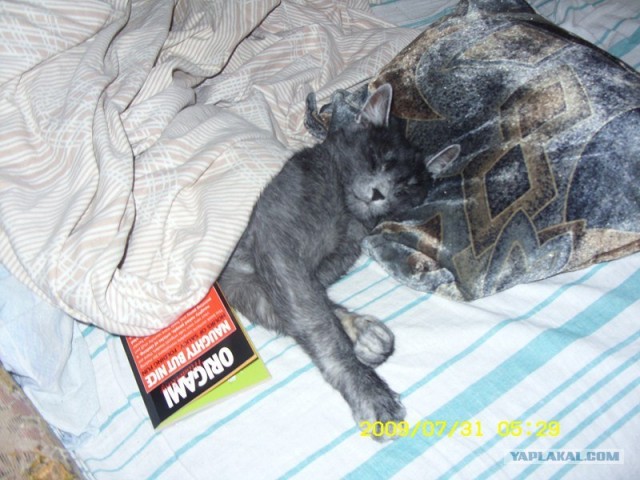 Котовторник 20.12.2011