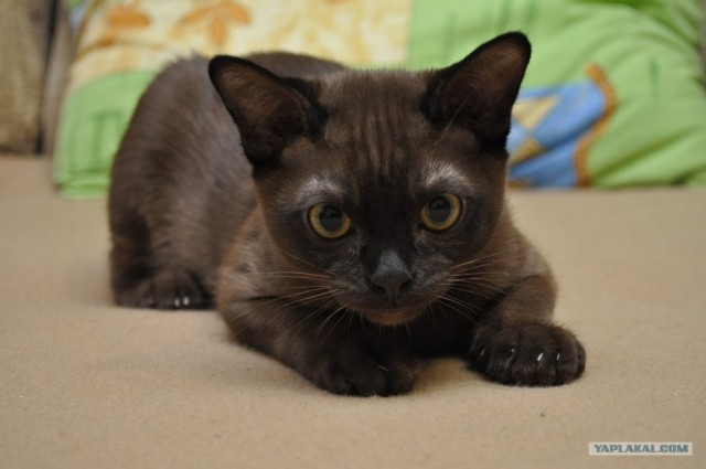 Котовторник (07.02.2012)