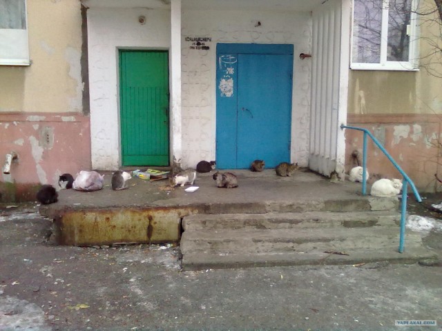 Котовторник 27.03.2012