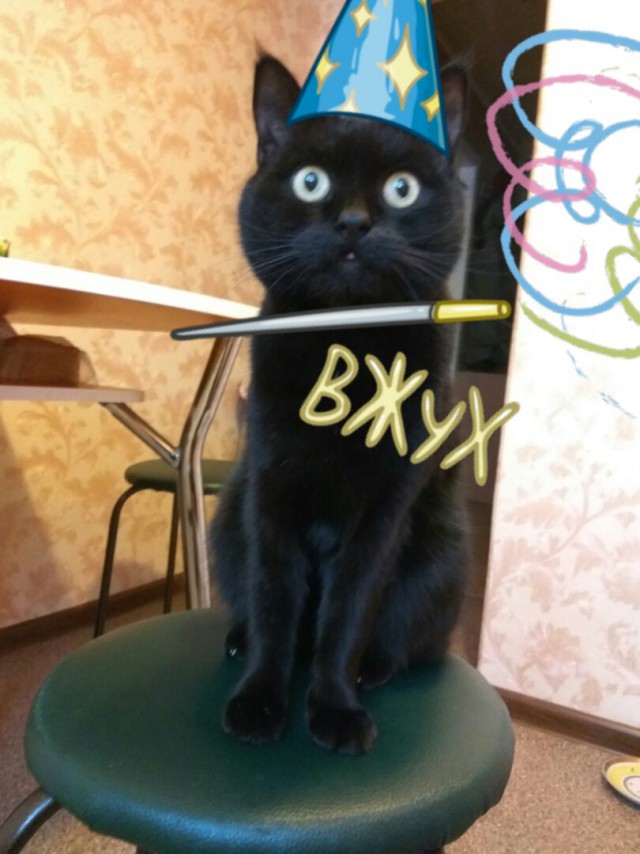 Кто, когда и зачем приручил первую кошку?