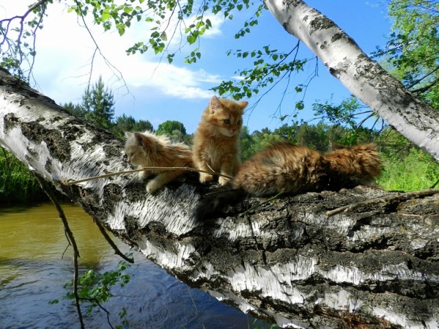 Котовторник  19.06.2012