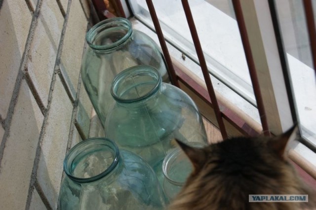 Котовторник 03 07 2012