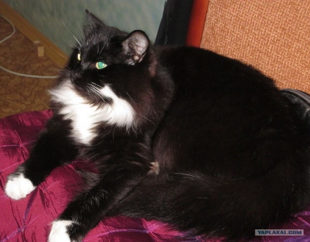 Котовторник  17.07.2012