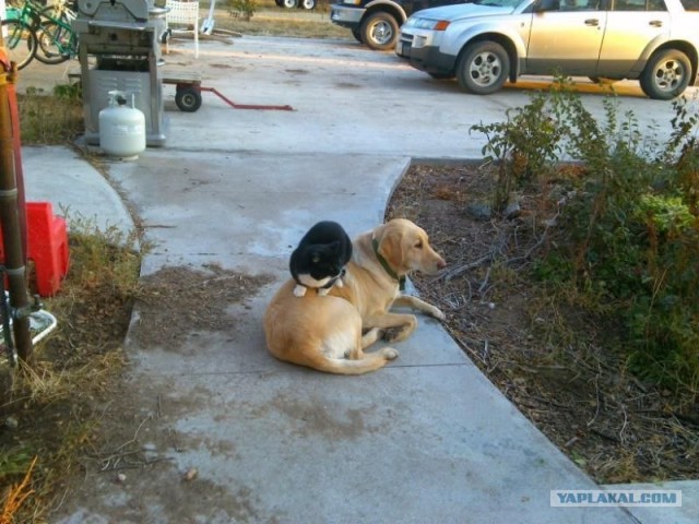 Они делают это каждый день