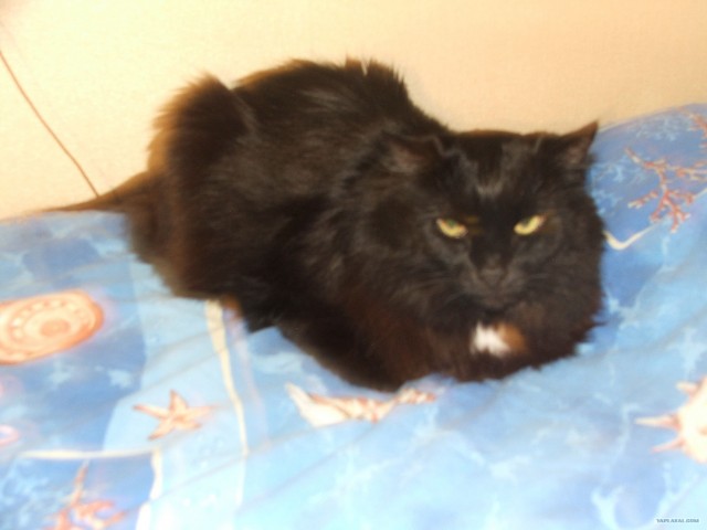 Котовторник ( 23.10. 2012. )