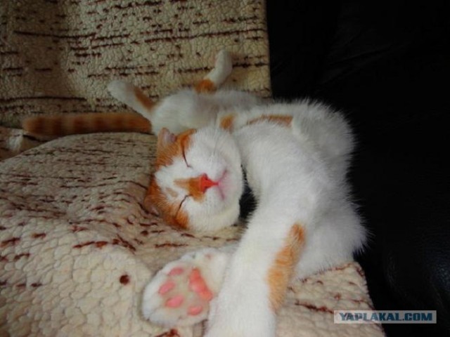 Котовторник 29.01.2013
