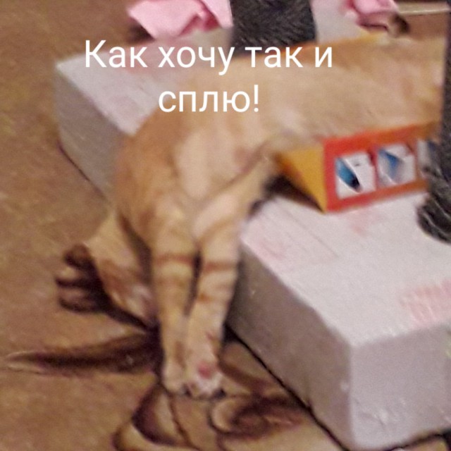 Забавные фото котеек