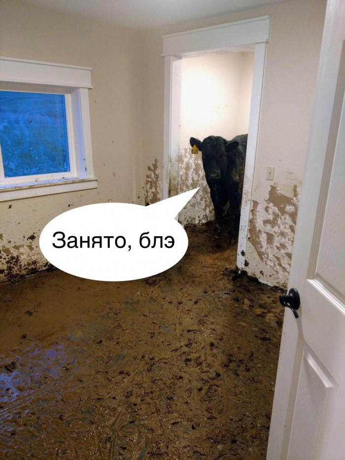 Три коровы прожили в пустом доме почти месяц