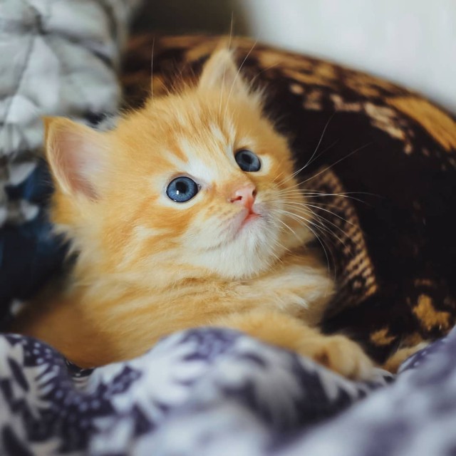 Котовторник! начнем? 04.06.19