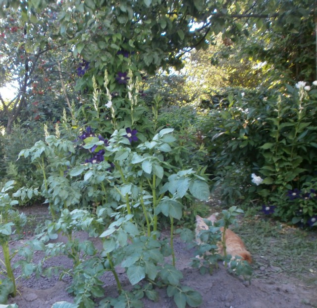 Котовторник 18.06.2019