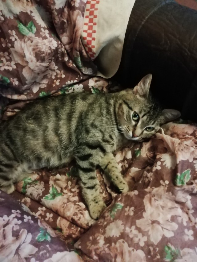 Забавные фото котеек