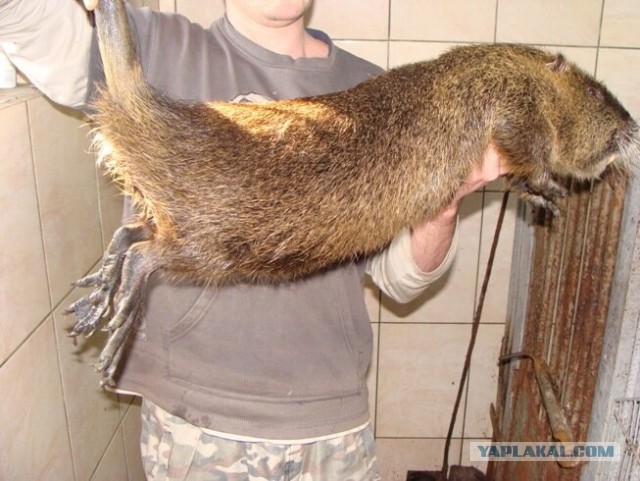 Тайный женский клуб!