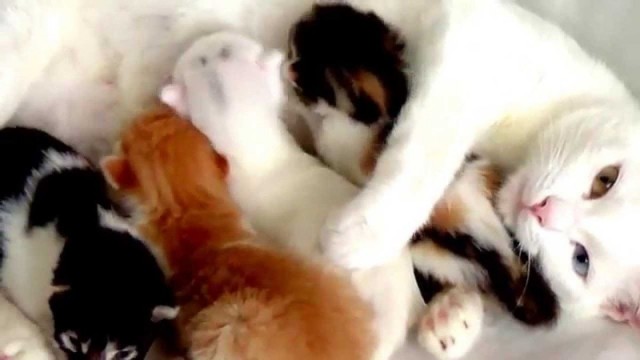 Забавные фото котеек