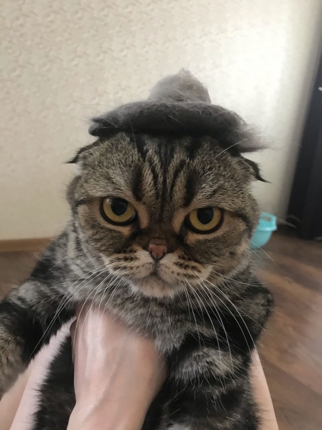 Эти забавные животные