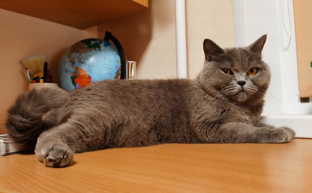 Котовторник.