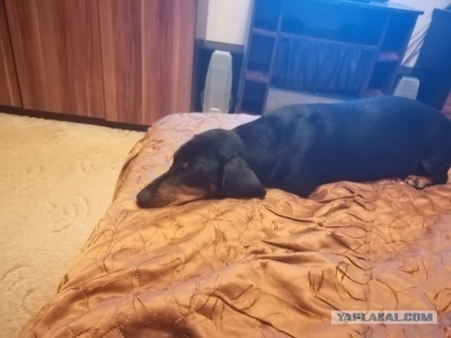ЯПовские сцобакены