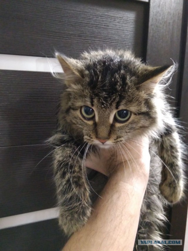 Хвалитесь своими кошечками