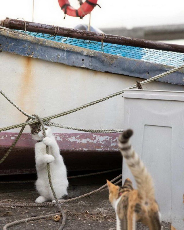 Разные котики