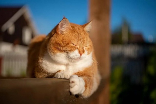 Разные котики
