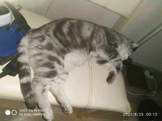 Котовторник 28.09.21