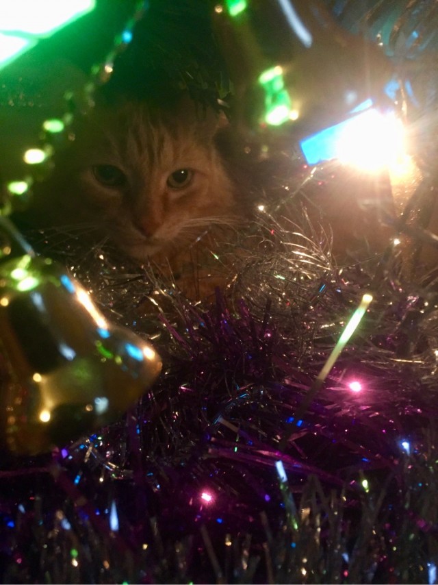 Предновогодние котики