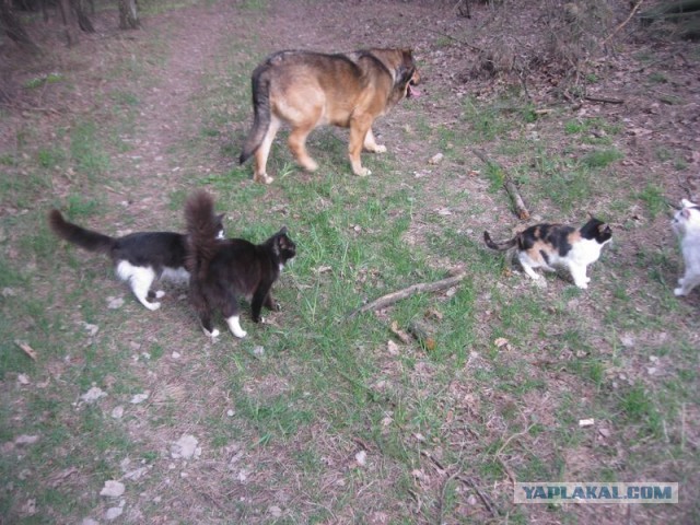 Жизнь домашнего приюта для котеек 392