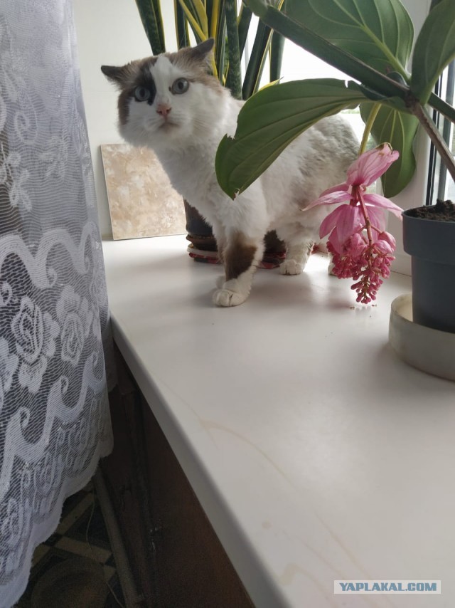 Алиса к котовторнику!
