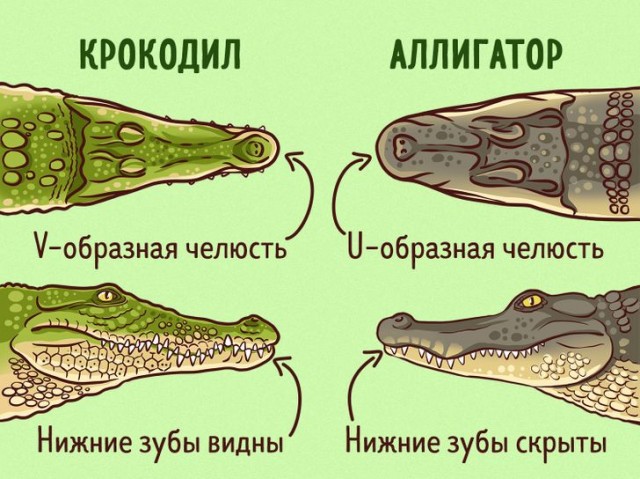 Дед, ты о чём думал?!