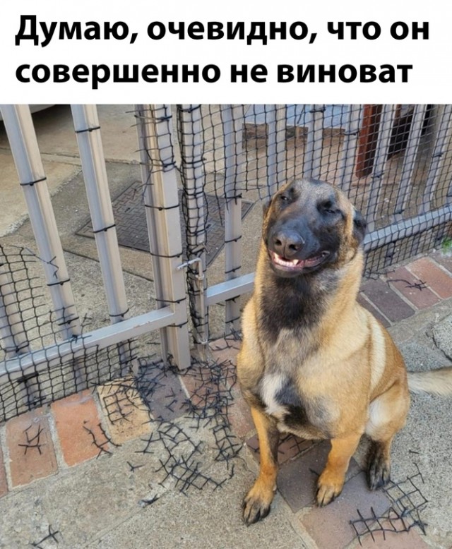 Картинки и мемы, всем хороших выходных
