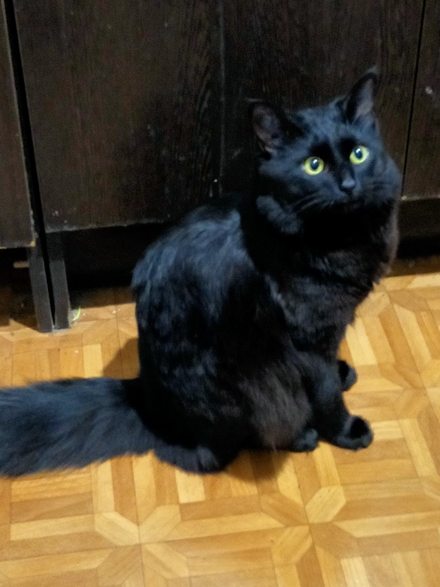 Котёнок Батон приветствует ЯПовцев