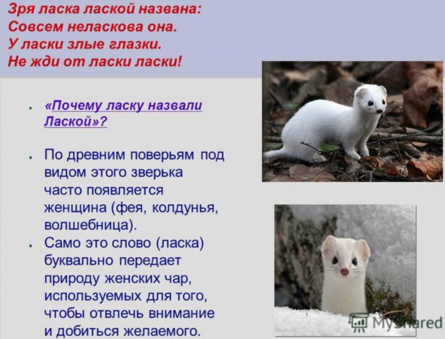 "Таблица оценки мужей" - да кто такой этот чертов Жоффрей?!