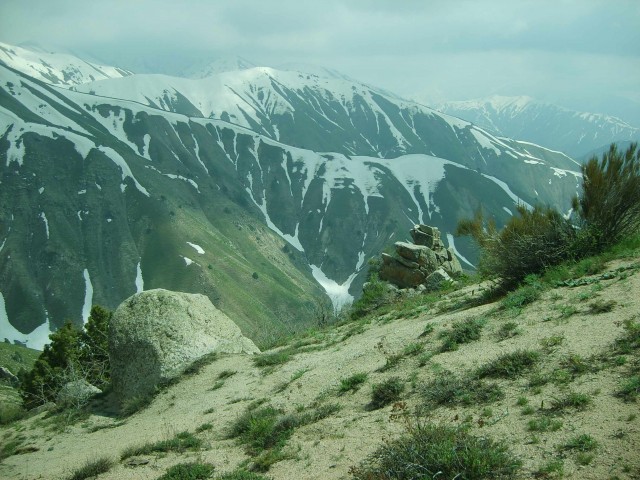Лесной пейзаж