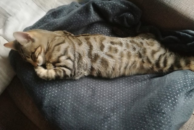 Есть в семье такая подруга у дочери (посвящено котовторнику)