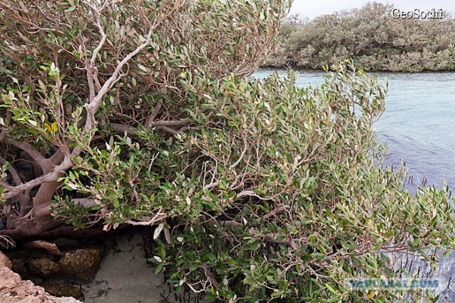 Синайские приключения. Шарм-эш-Шейх и окресности