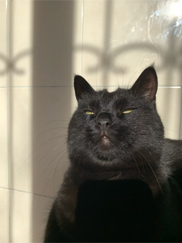 Мой Песдюк