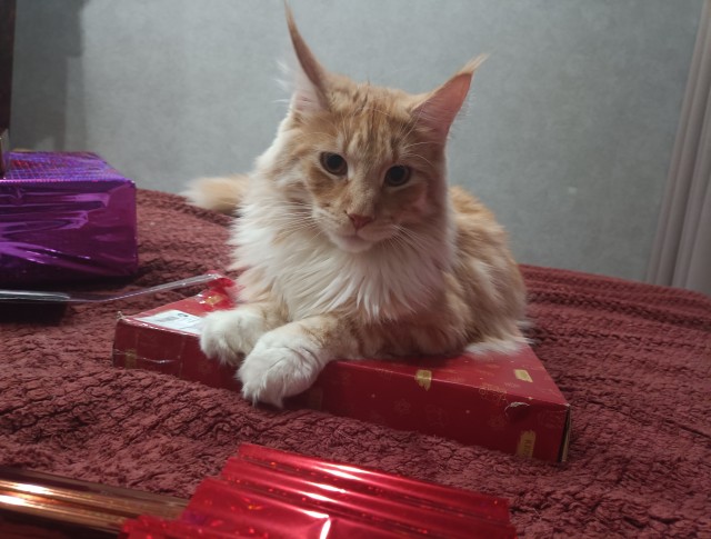 Кошка