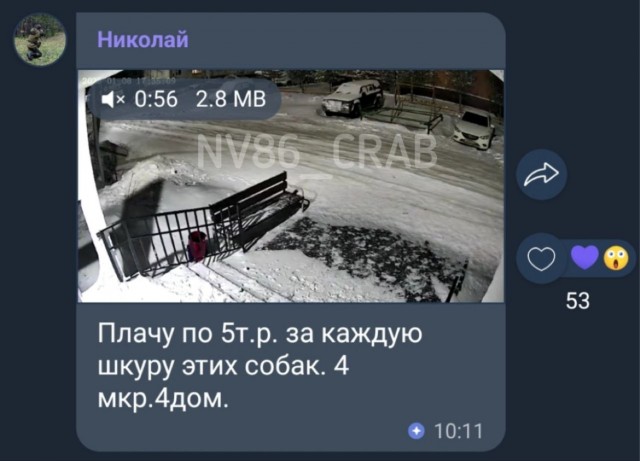 Житель ХМАО предложил деньги за шкуры убитых собак. Животные напали на его дочь