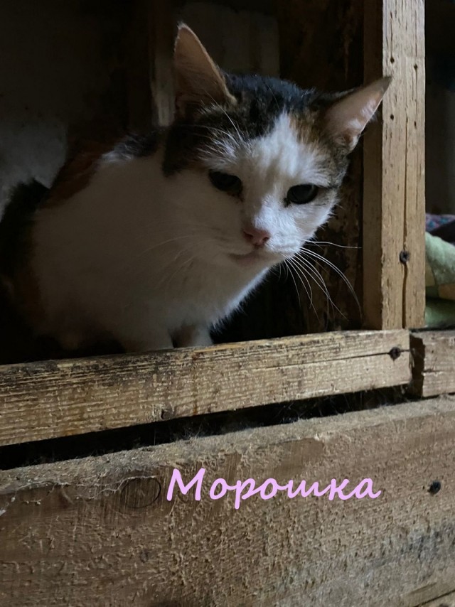 Жизнь домашнего приюта "Котоленд" 373